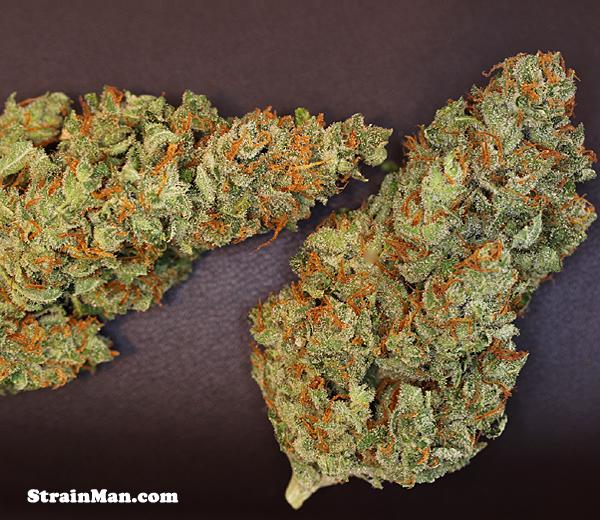 Midas Regular Seeds - 12 - Image 2