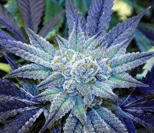 Night Terror OG Regular Seeds - 12