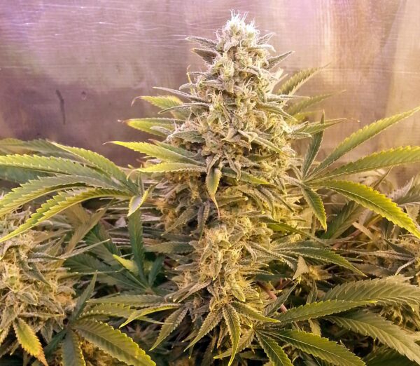 Firefly - 10 Regular Seeds