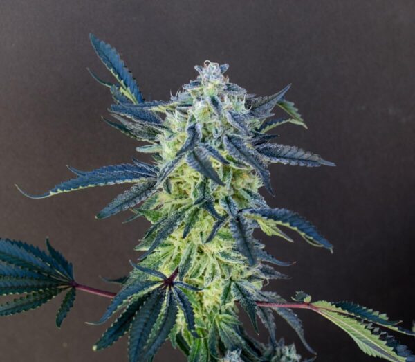 2 Scoops Regular Seeds - 12