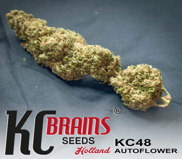 KC 48 Auto Feminised Seeds - 5 - Image 2