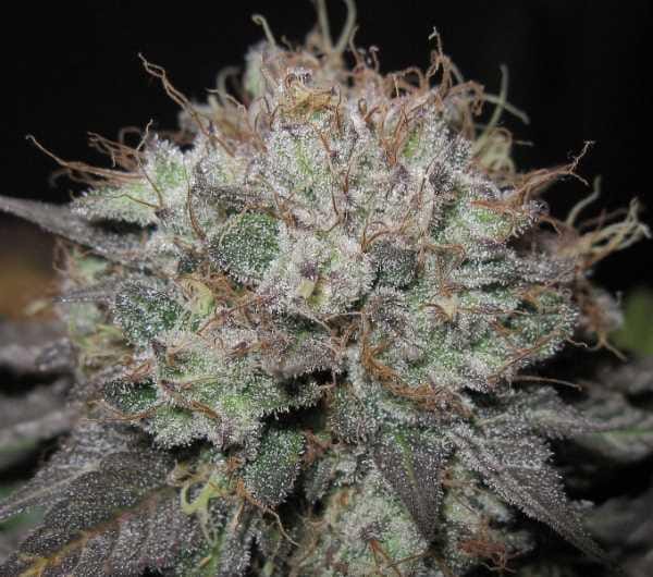 The Big Regular Seeds - 12