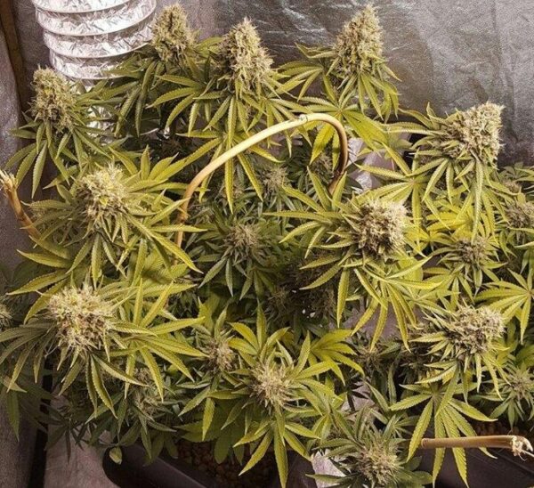 Deluxe Orange Feminised Cannabis Seeds by Lineage Genetics