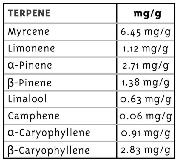 Notorious THC Feminised Seeds - Image 2