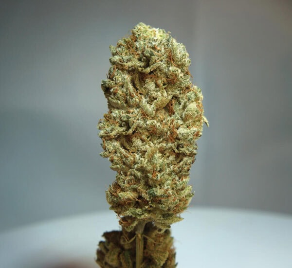 Strawberry Glue Feminised