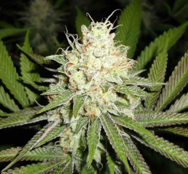 Cherry OG Feminised Seeds