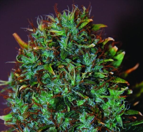 Expert Haze Feminised Seeds