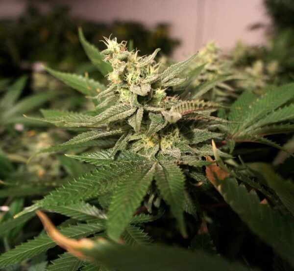 MKage Feminised Cannabis Seeds by T.H. Seeds