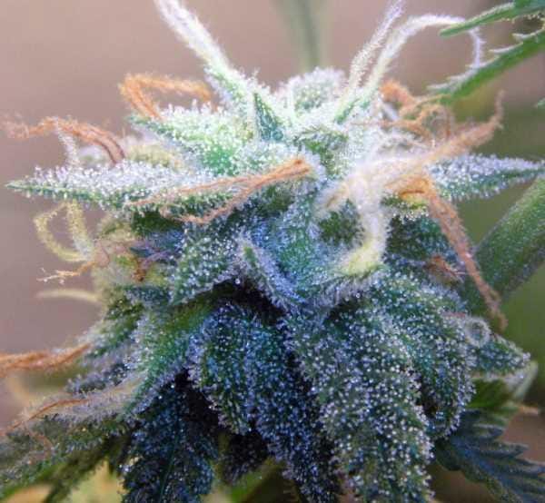 BC White Widow Regular Seeds - 12