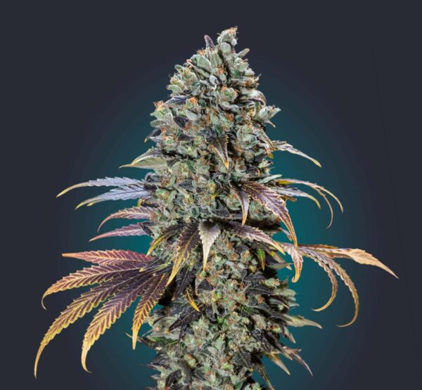 Chocolate Cream Feminised Cannabis Seeds by 00 Seeds