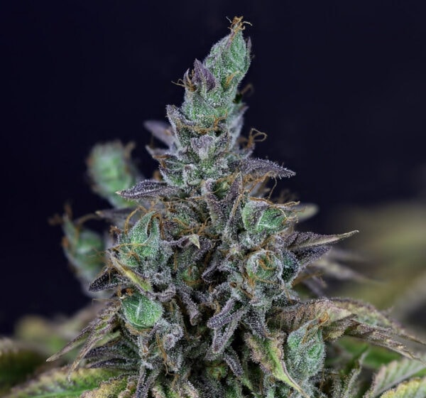 O.Gelato Feminised cannabis seeds