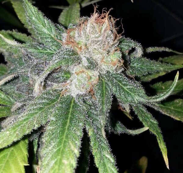 Purple Crack Feminised Seeds - 6 - Image 2
