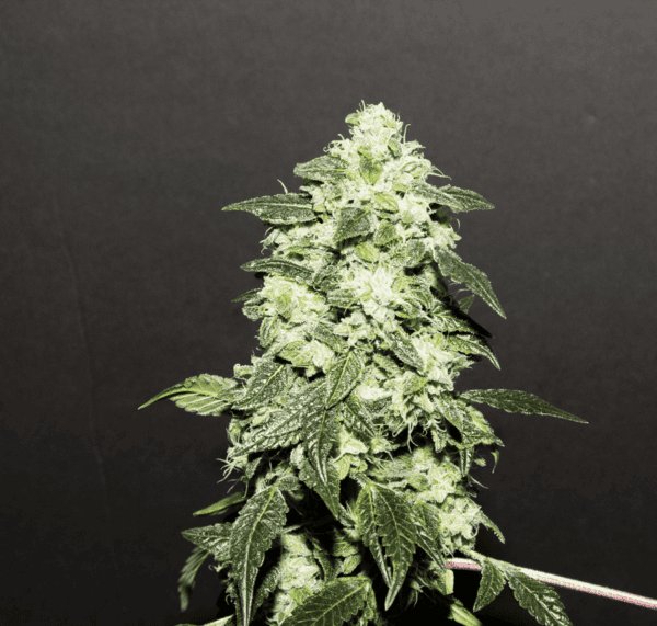 Lemon Funk Regular Seeds - 12