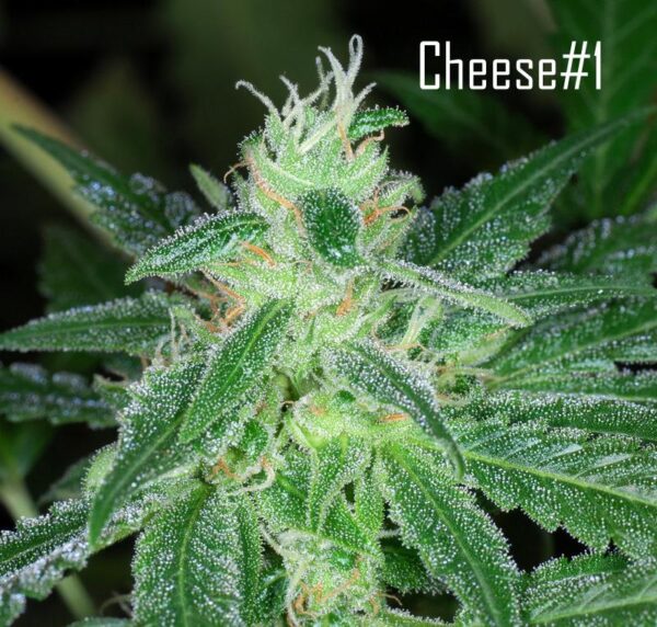 Cheese #1 Regular Seeds - 10