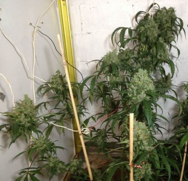 Honduras x Panama Feminised Seeds - Image 2