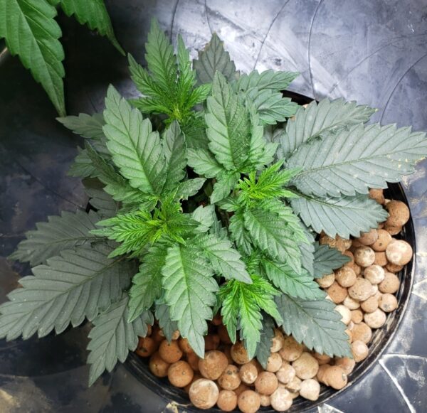 Blue Dream Feminised Cannabis Seeds by Garden Of Green