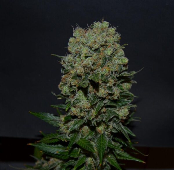 Kalashnikov Express Feminised Seeds