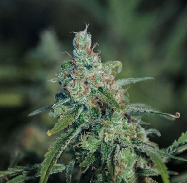 M2 Regular Seeds - 12