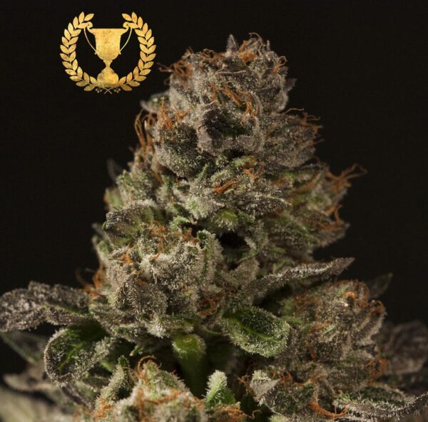 Strawberry Sour Diesel Feminised Seeds