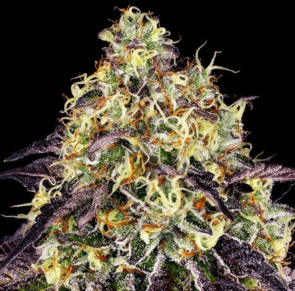 Stracciatella (Dos Si Dos x SBC) Feminised Seeds - 6 - Image 2
