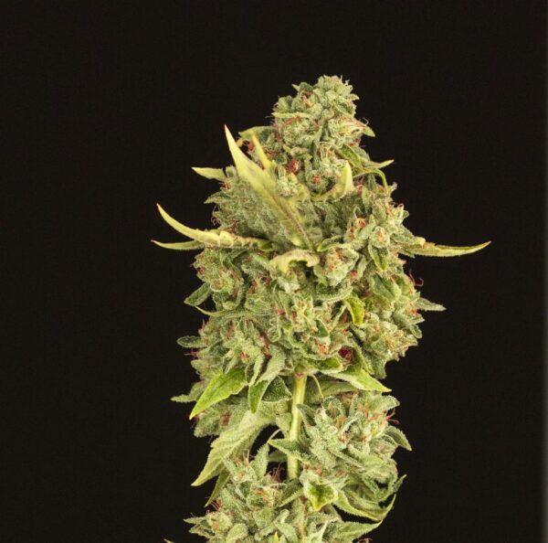 Hell's Bells Regular Seeds - 10