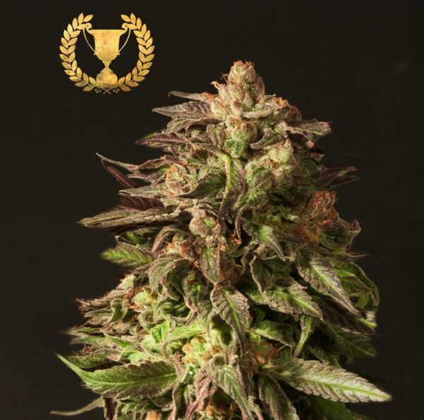 Shoreline Feminised Seeds