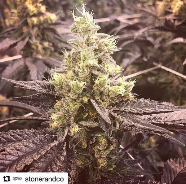 Banana Glue #4 Feminised Seeds - 5