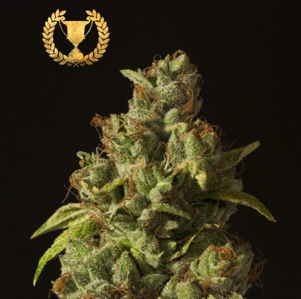 Rollex OG Kush Regular Seeds - 10