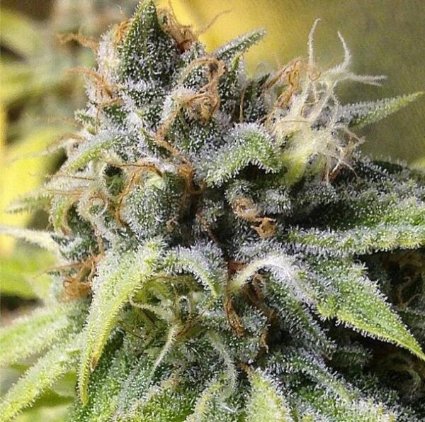 White Buzz Regular Seeds - 10
