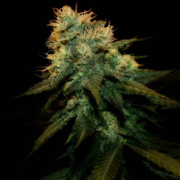 Northern Lights X Feminisierte Samen - Bild 2