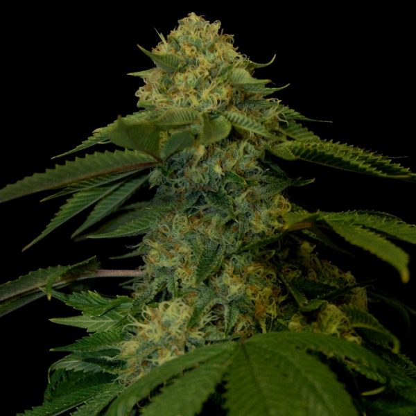 Holy Grail Kush Feminised Seeds - Image 3