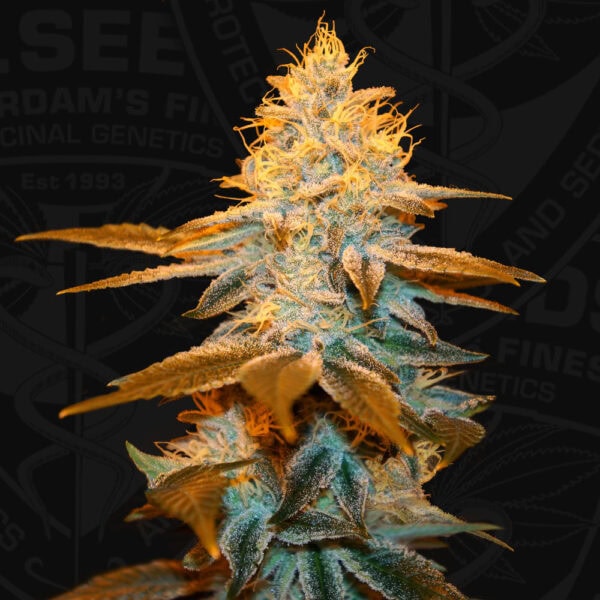 Strawberry Glue Feminised Marijuana Seeds