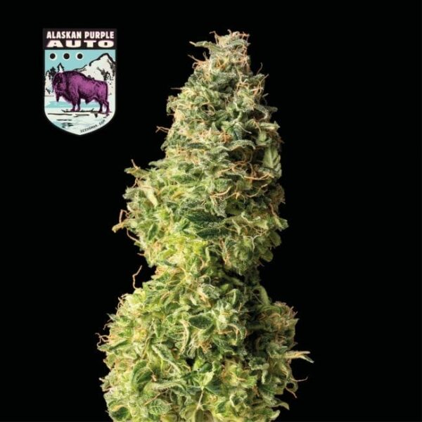 Alaskan Purple Auto Feminised Seeds - Image 8