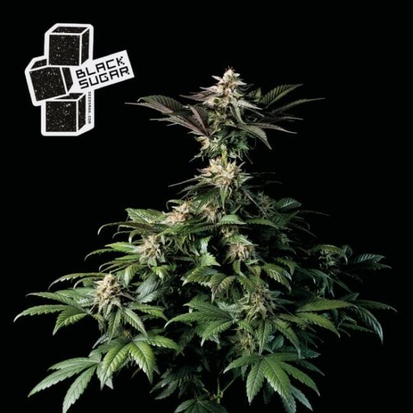 Seedsman Black Sugar Feminised