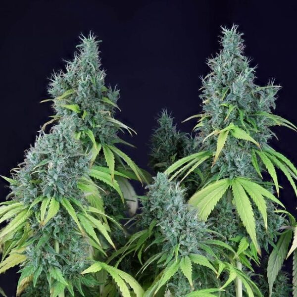 Doctor Seedsman CBD 30:1 Feminised Seeds
