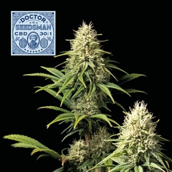 Doctor Seedsman CBD 30:1 Feminised Seeds