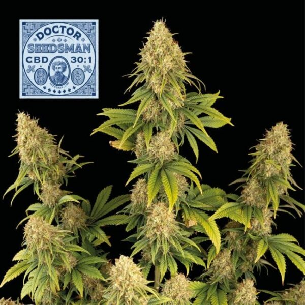 Doctor Seedsman CBD 30:1 Feminised Seeds