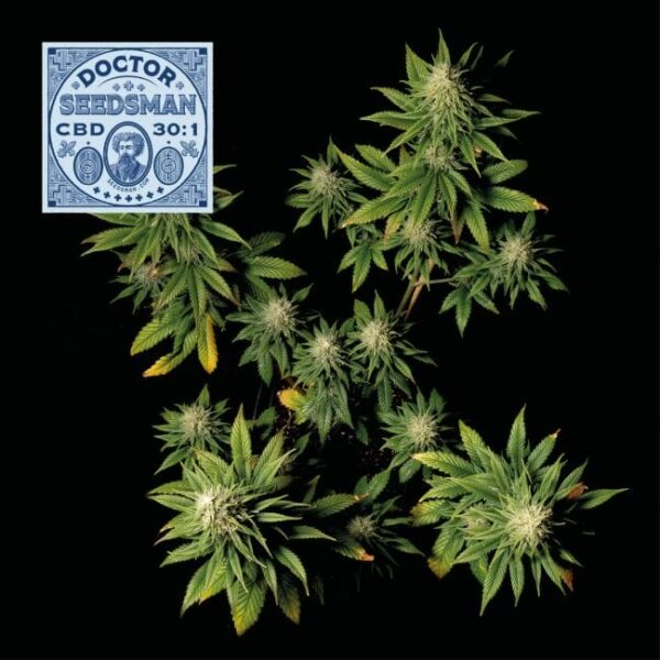 Doctor Seedsman CBD 30:1 Feminised Seeds