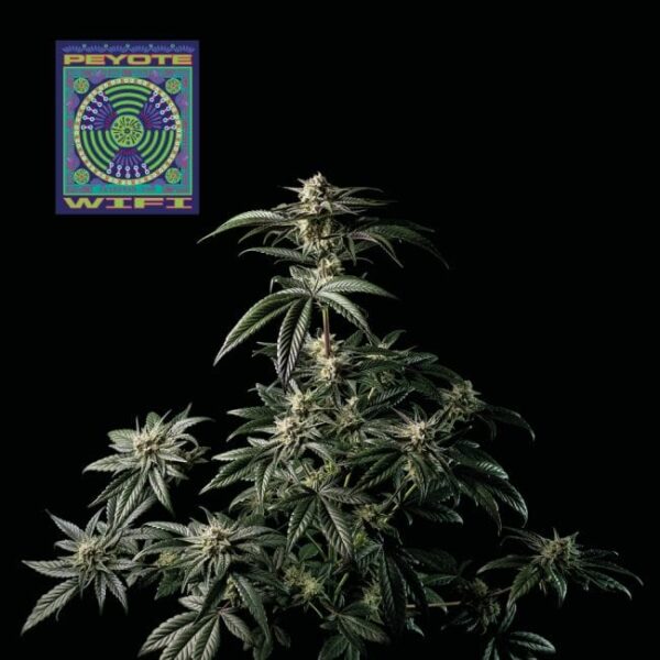 Seedsman Peyote WiFi Feminised
