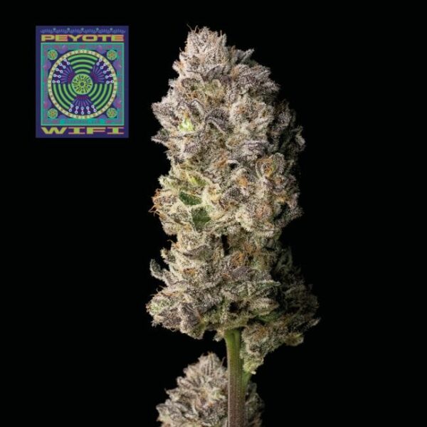 Peyote WiFi Feminised Seeds - Image 2