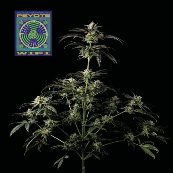 Seedsman Peyote WiFi Feminised