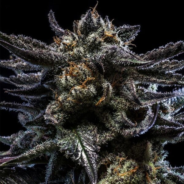 Zombie Kush Feminised marijuana seeds by ripper seeds