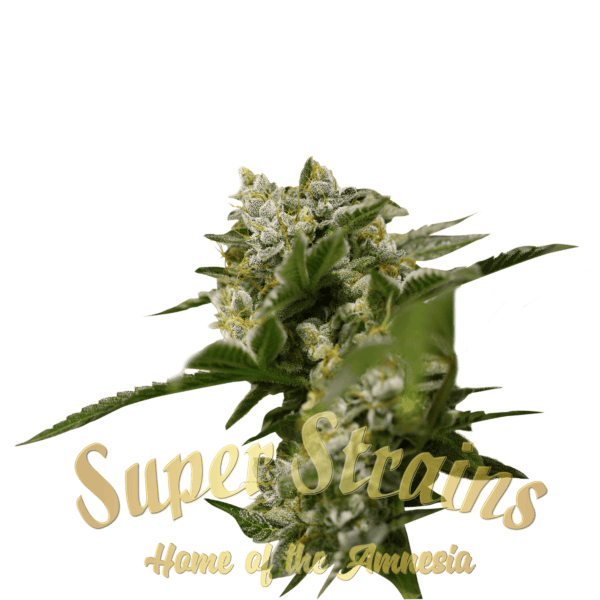 Ibiza farmer Cannabis Seeds by Super Strains