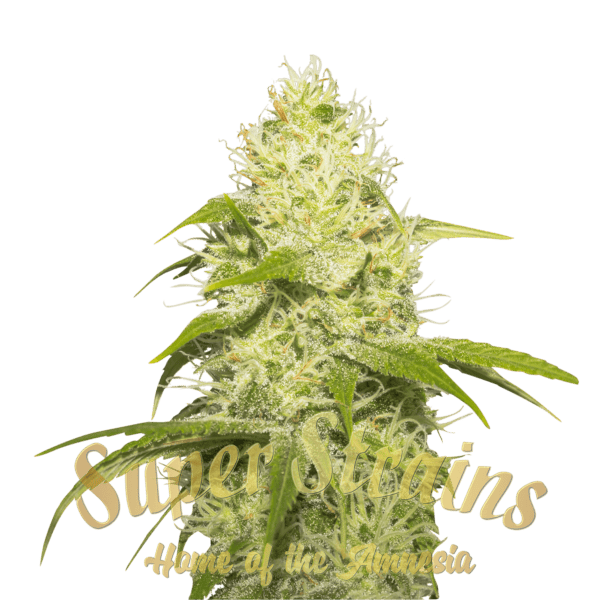 La Jefa Feminised cannabis seeds by Super Strains