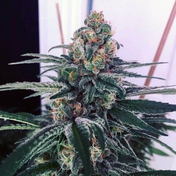 Sour Cup Cookies Feminised Cannabis Seeds by Dank Genetics