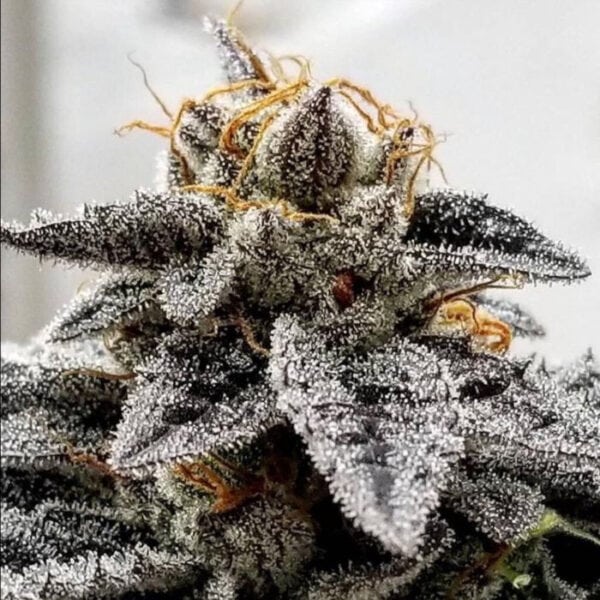 Sour Dosidos Feminised Cannabis Seeds by Dank Genetics