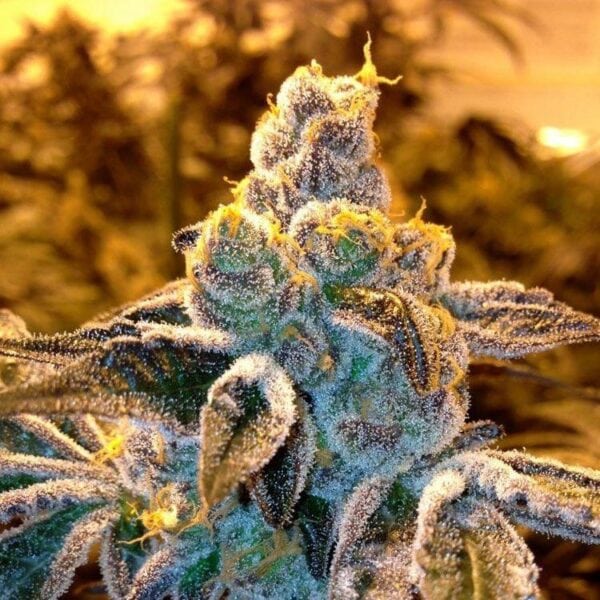 CandyLand Feminised Cannabis Seeds