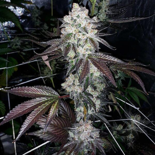 Chem Cookies Feminised Seeds - 12 - Image 2