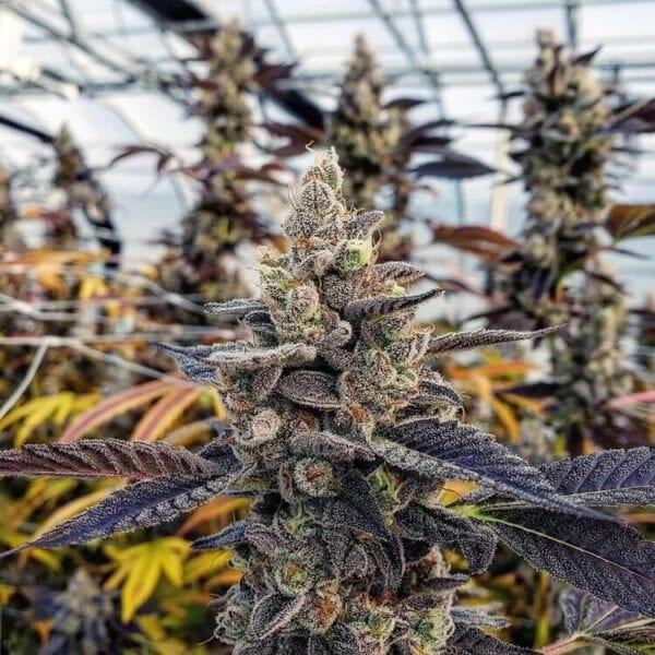 Chem Cookies Feminised Seeds - 12