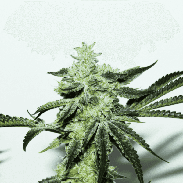 Dosi Sherbet Regular Seeds - 12